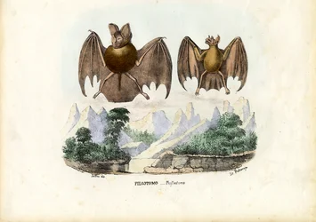Blattnasenfledermäuse, 1863-79